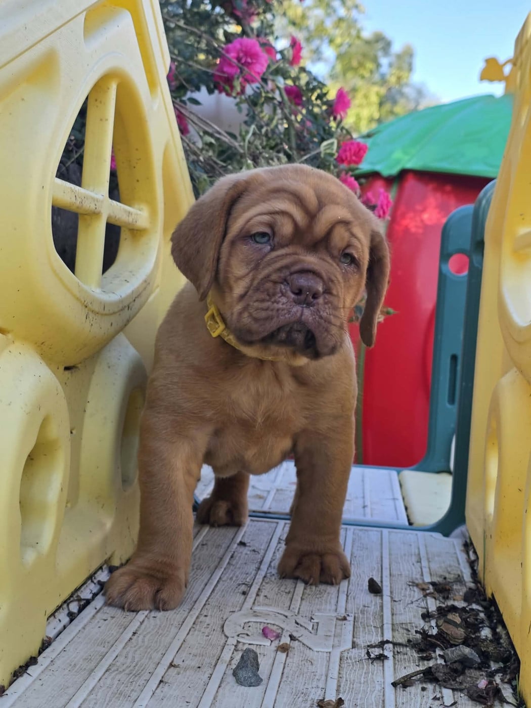 Collier jaune - Dogue de Bordeaux
