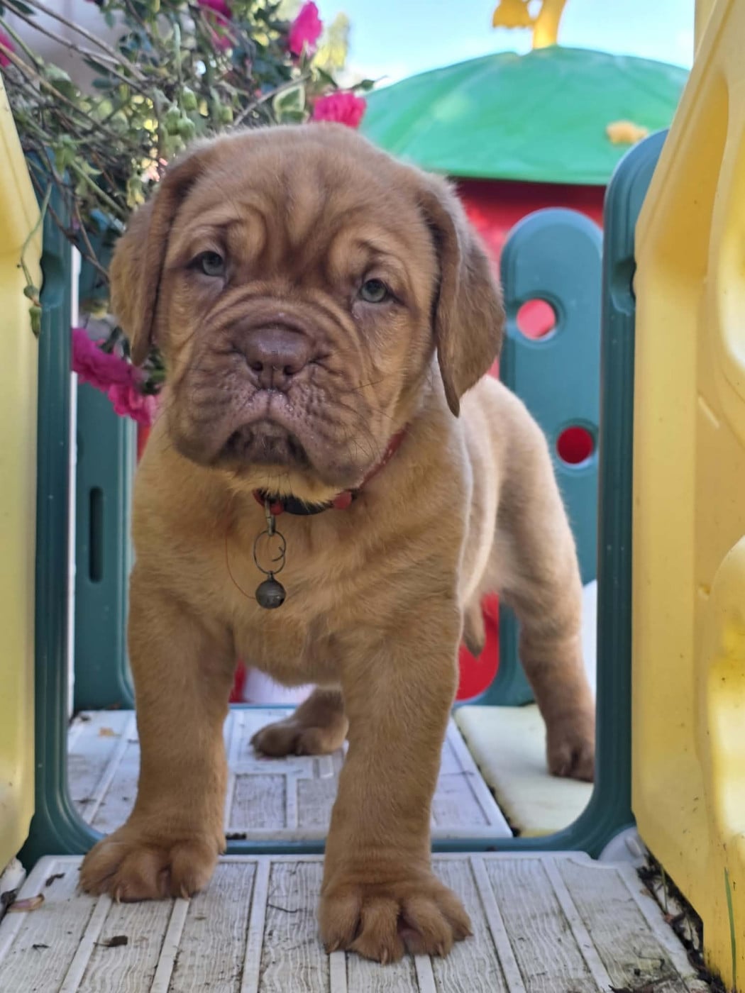 Collier rouge - Dogue de Bordeaux