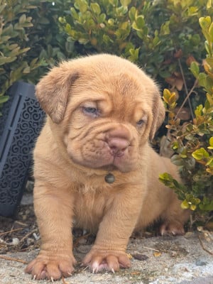 Les chiots de Dogue de Bordeaux
