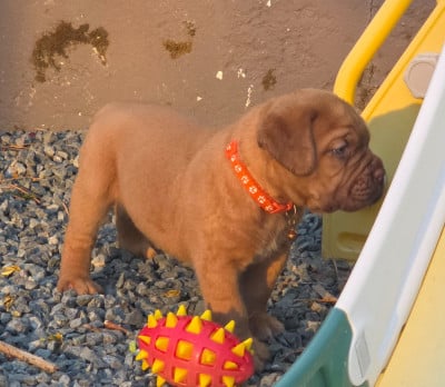 Les chiots de Dogue de Bordeaux