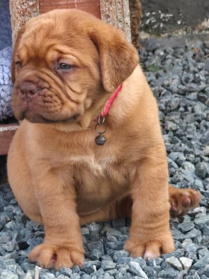 Les chiots de Dogue de Bordeaux
