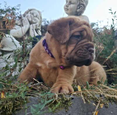Les chiots de Dogue de Bordeaux