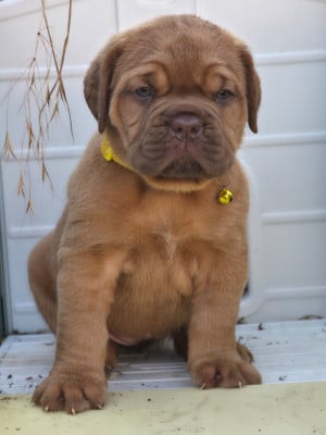 Les chiots de Dogue de Bordeaux
