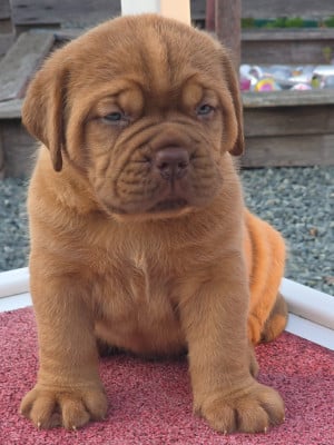 Les chiots de Dogue de Bordeaux