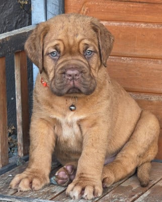 Les chiots de Dogue de Bordeaux