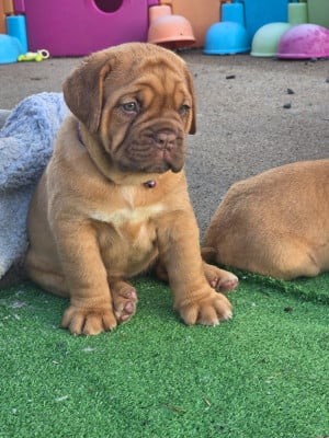 Les chiots de Dogue de Bordeaux