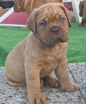 Les chiots de Dogue de Bordeaux