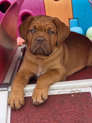 Les chiots de Dogue de Bordeaux