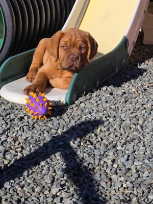 Les chiots de Dogue de Bordeaux