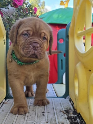 Les chiots de Dogue de Bordeaux