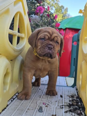 Les chiots de Dogue de Bordeaux