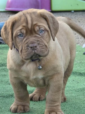 Les chiots de Dogue de Bordeaux