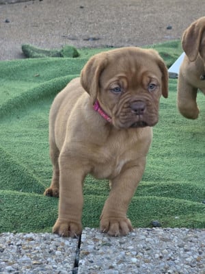 Les chiots de Dogue de Bordeaux