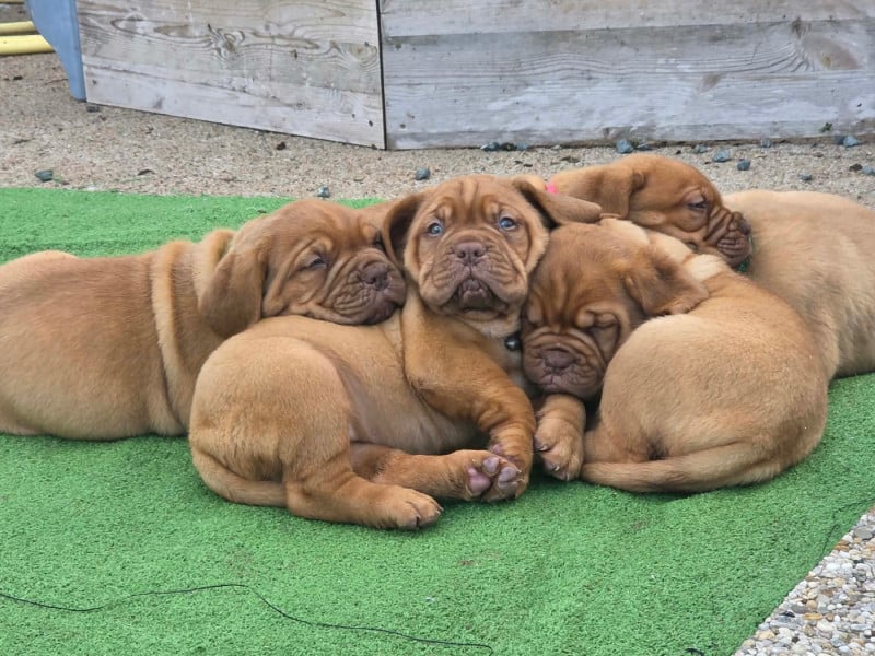 Dogue de Bordeaux - D'Un Délice De Pain D'Epice