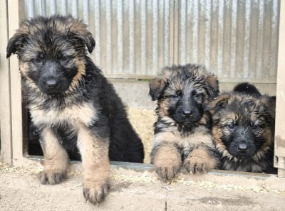 Les chiots de Berger Allemand Poil Long
