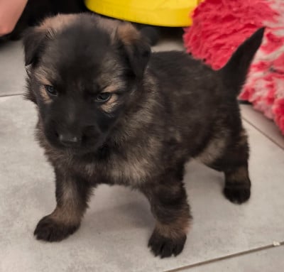 Les chiots de Berger Allemand Poil Long