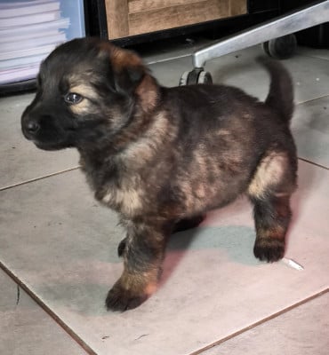 Les chiots de Berger Allemand Poil Long