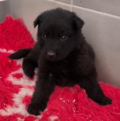 Les chiots de Berger Allemand Poil Long