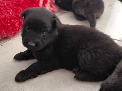 Les chiots de Berger Allemand Poil Long
