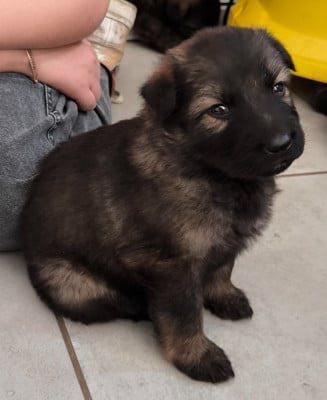 Les chiots de Berger Allemand Poil Long