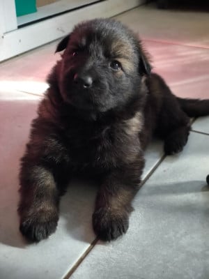 Les chiots de Berger Allemand Poil Long