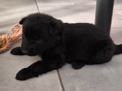 Les chiots de Berger Allemand Poil Long