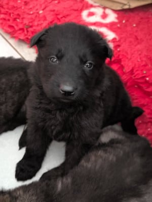 Les chiots de Berger Allemand Poil Long