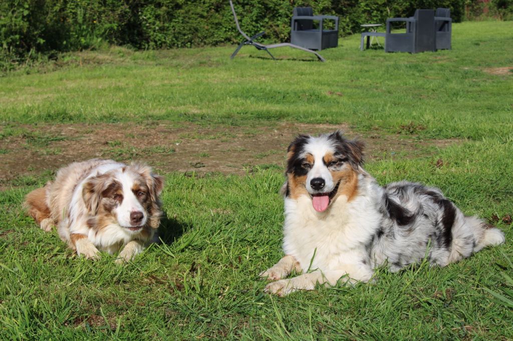 Accueil Elevage Des Furies Noires Eleveur De Chiens