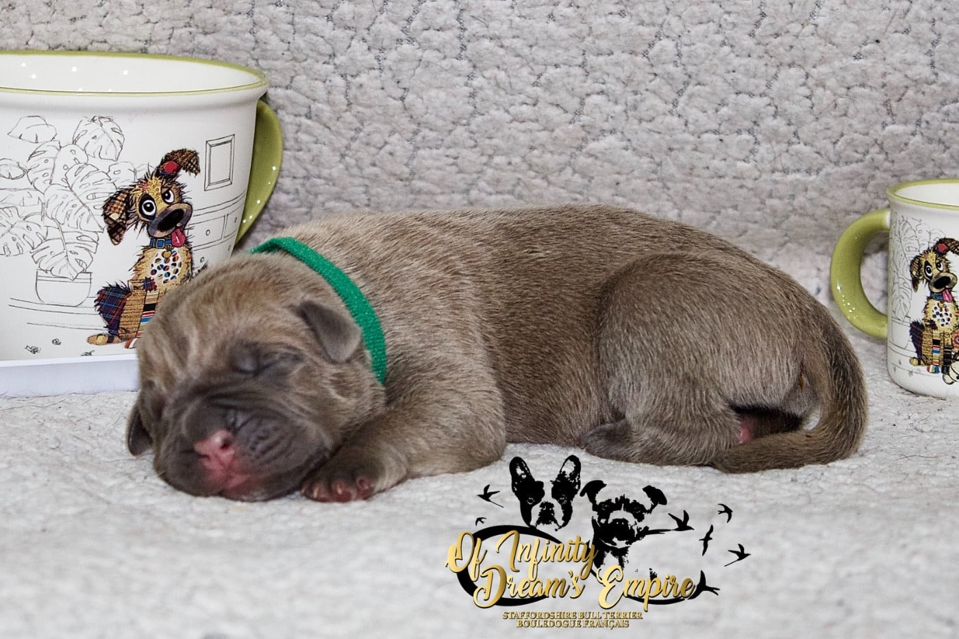 Chiot N°1