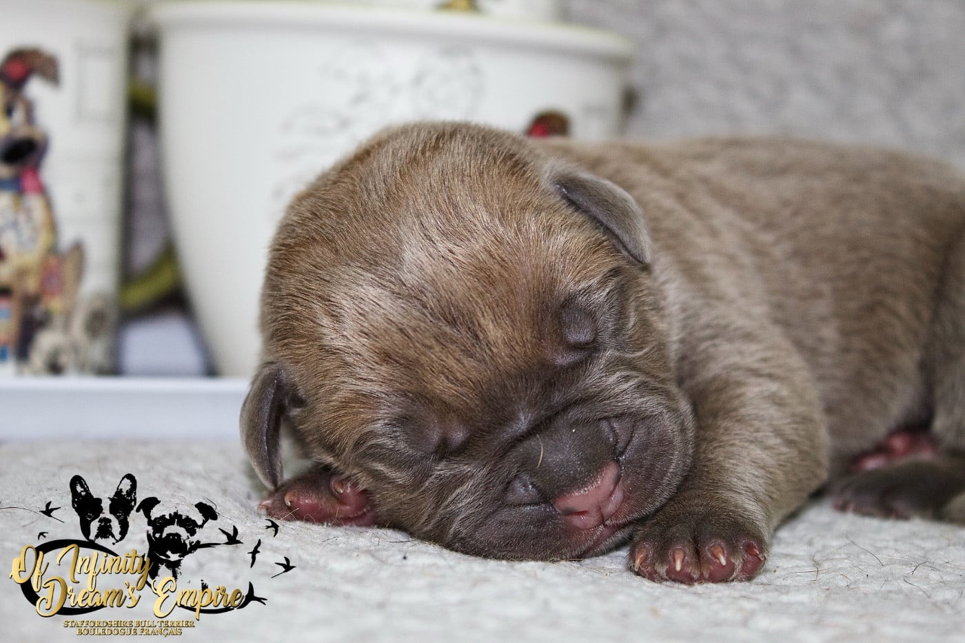 Chiot N°1