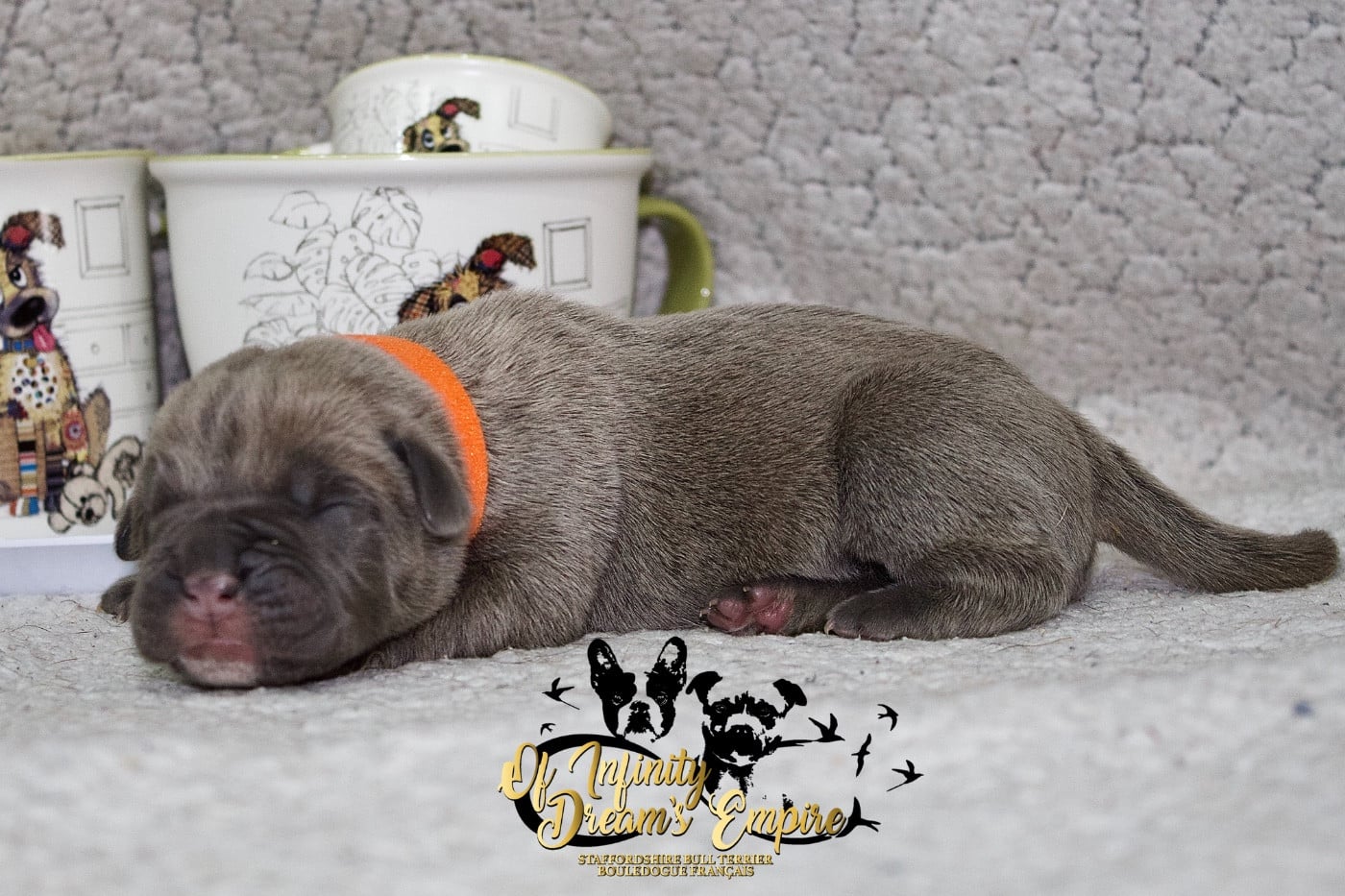 Chiot N°2