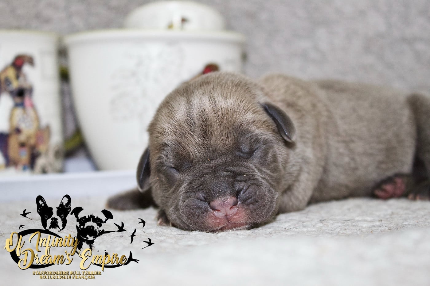 Chiot N°2