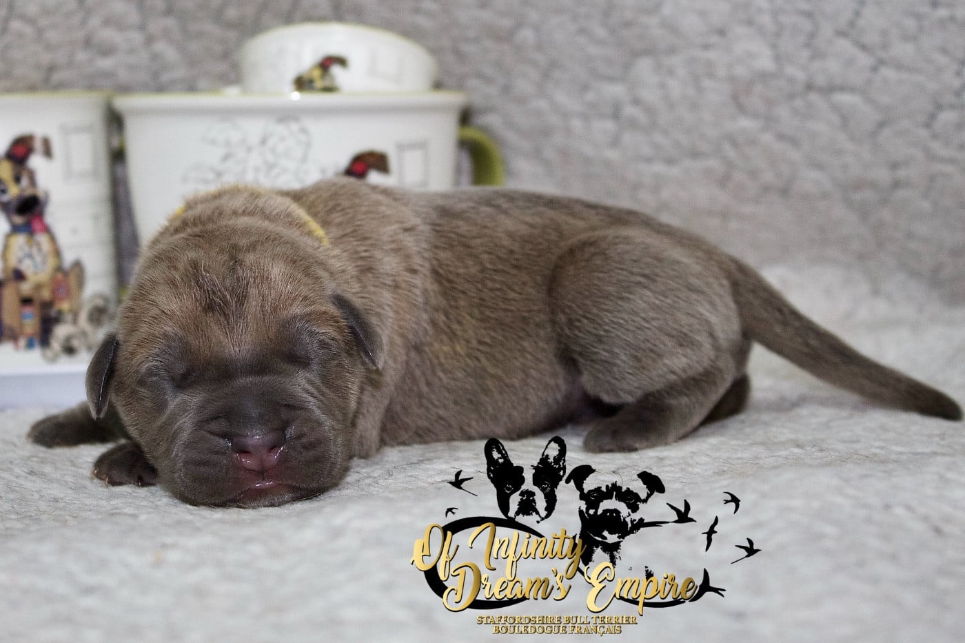 Chiot N°3