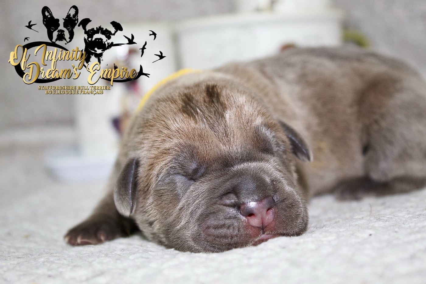 Chiot N°3