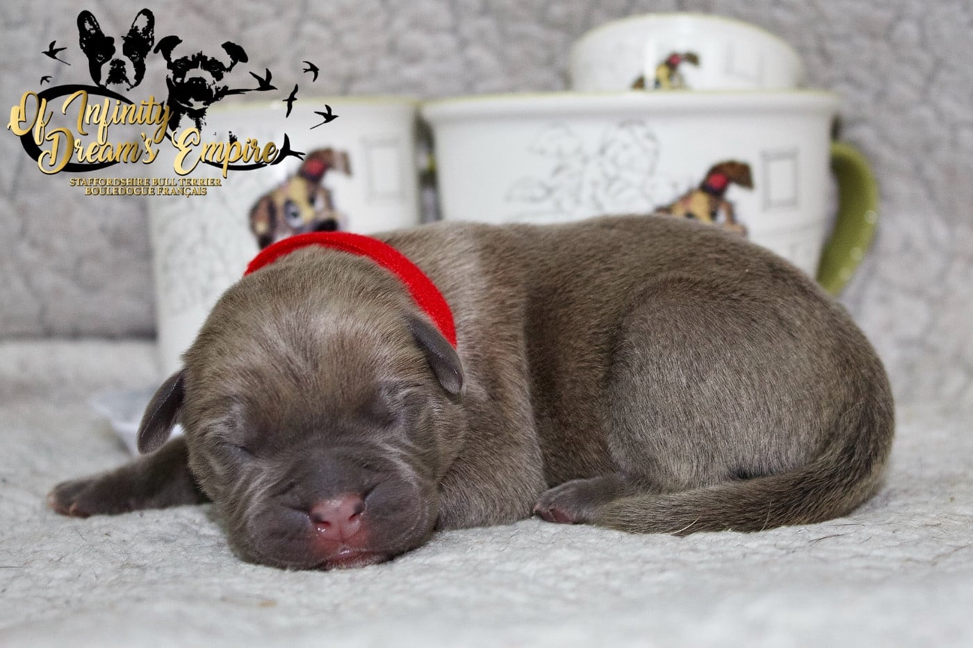Chiot N°4