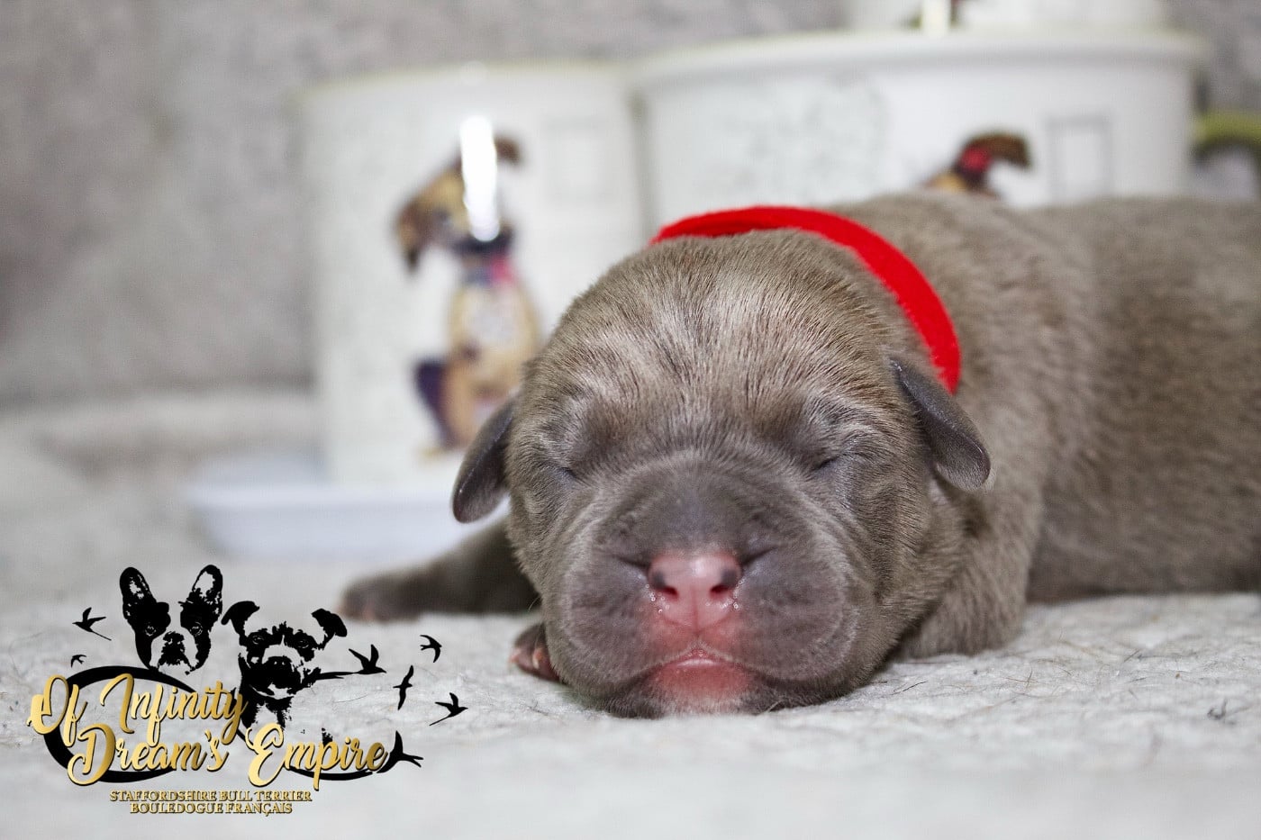 Chiot N°4