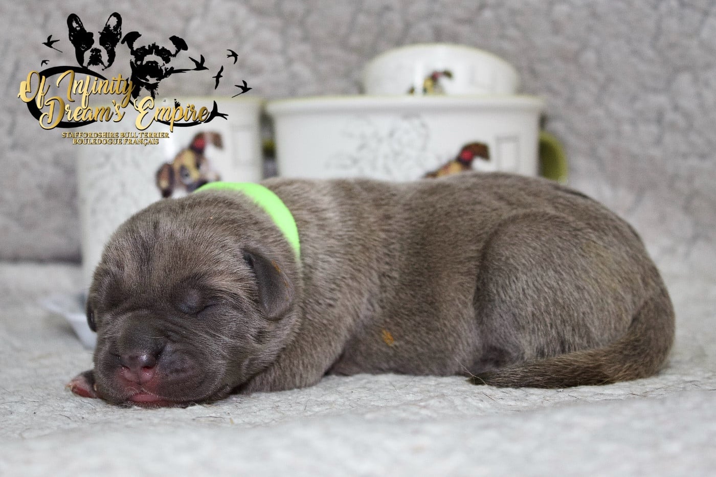 Chiot N°5