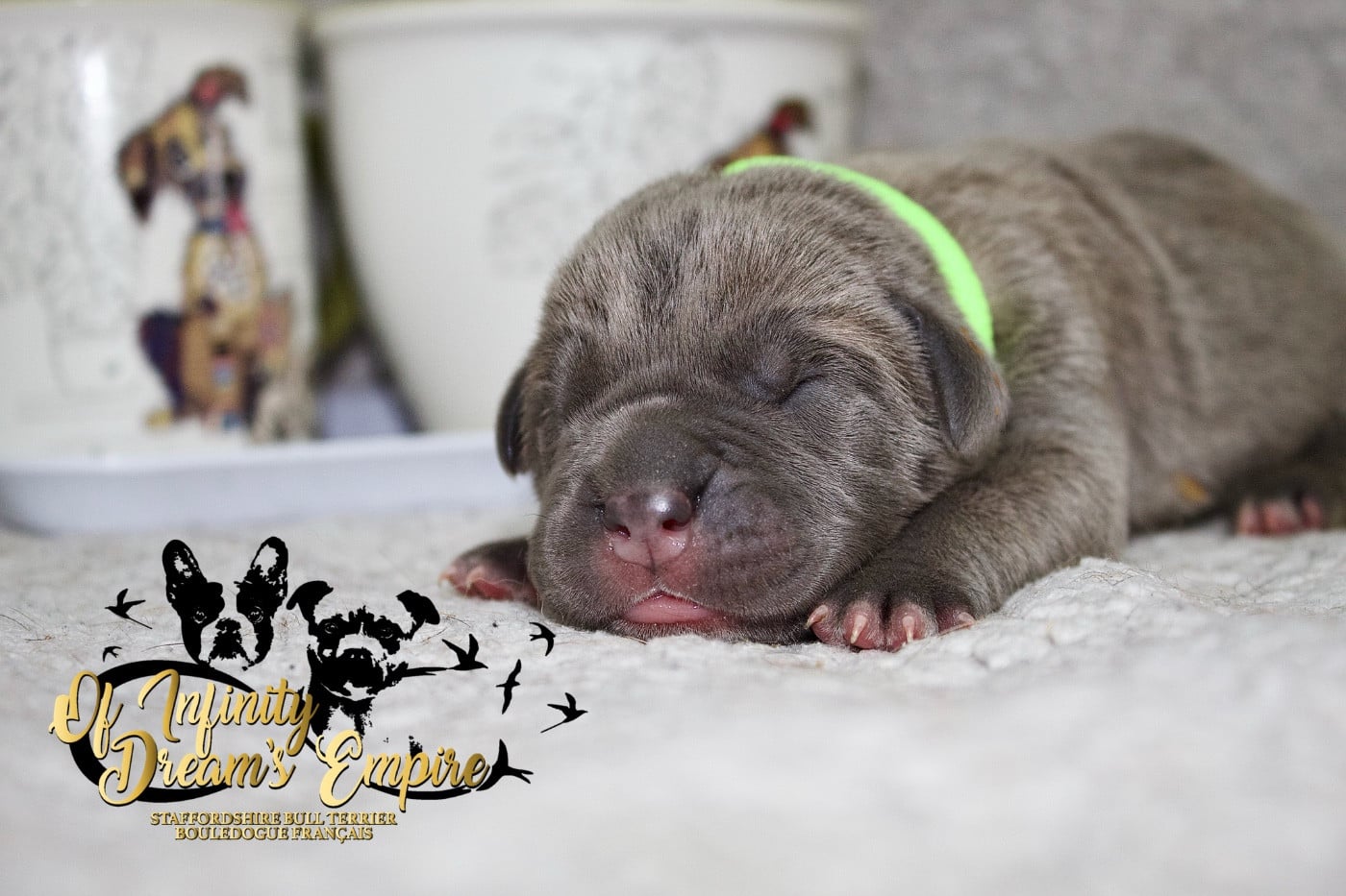 Chiot N°5