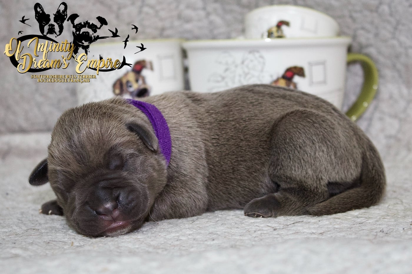 Chiot N°6