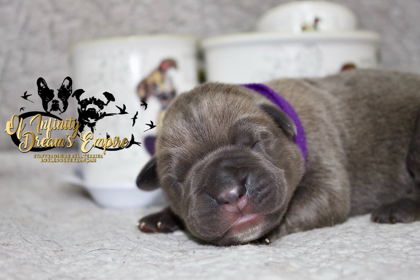 Chiot N°6