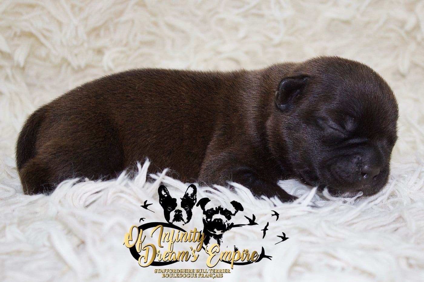Chiot N°1 - Staffordshire Bull Terrier