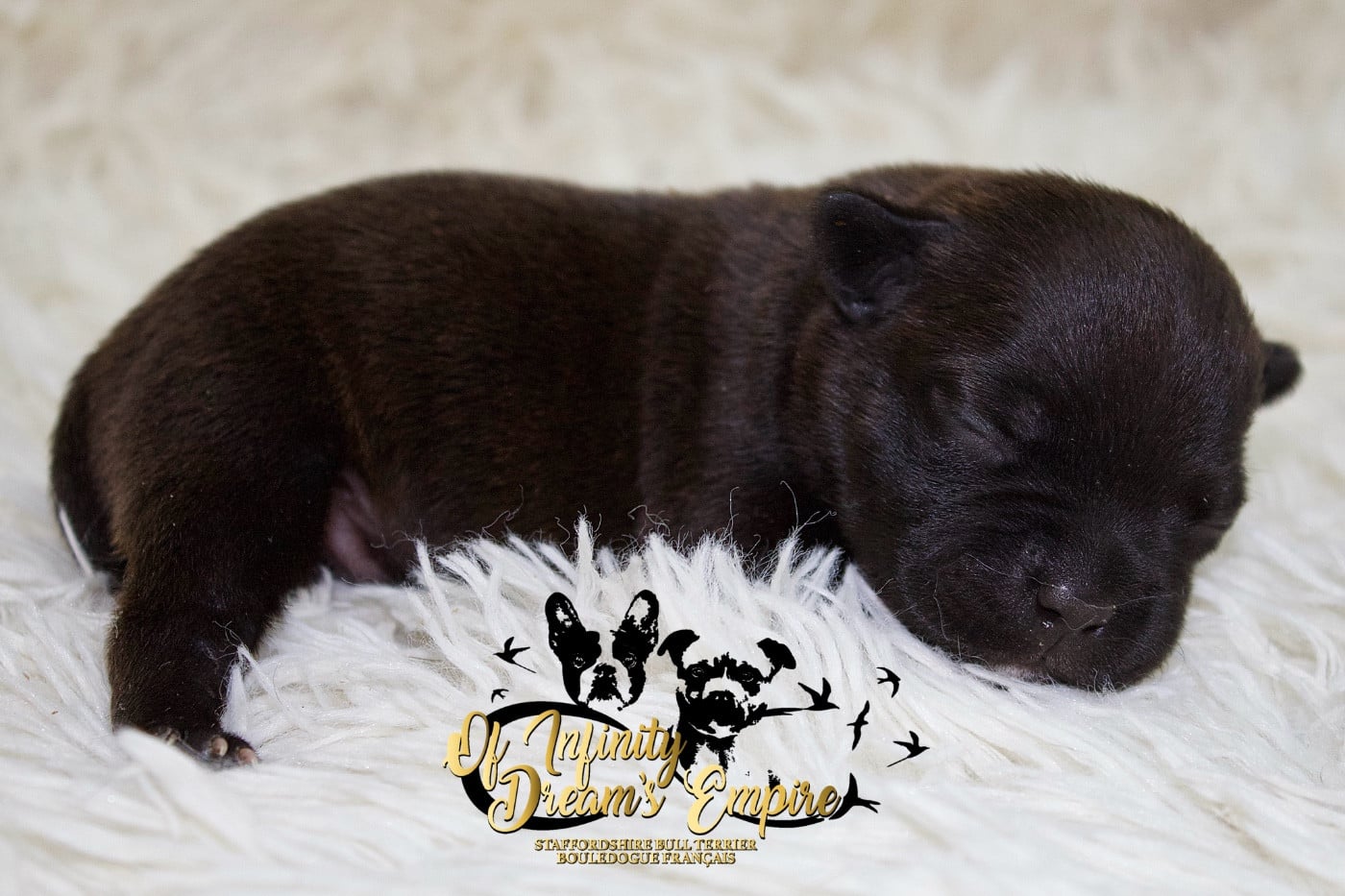Chiot N°4 - Staffordshire Bull Terrier