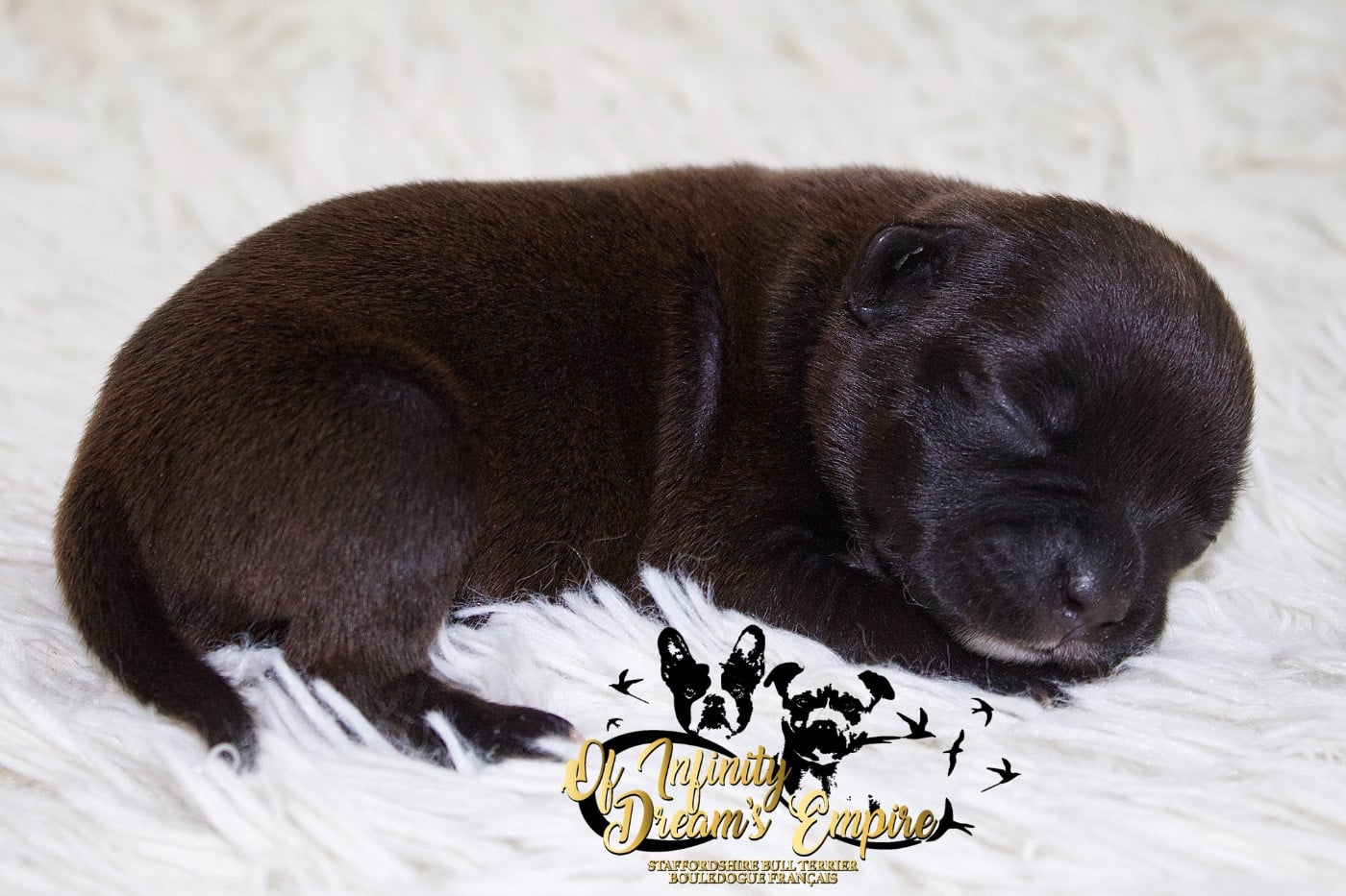 Chiot N°5 - Staffordshire Bull Terrier