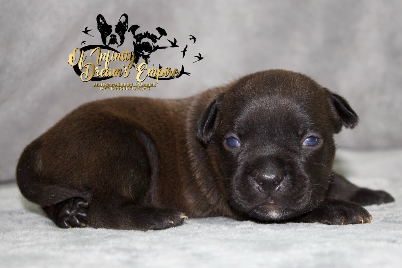 Chiot N°1