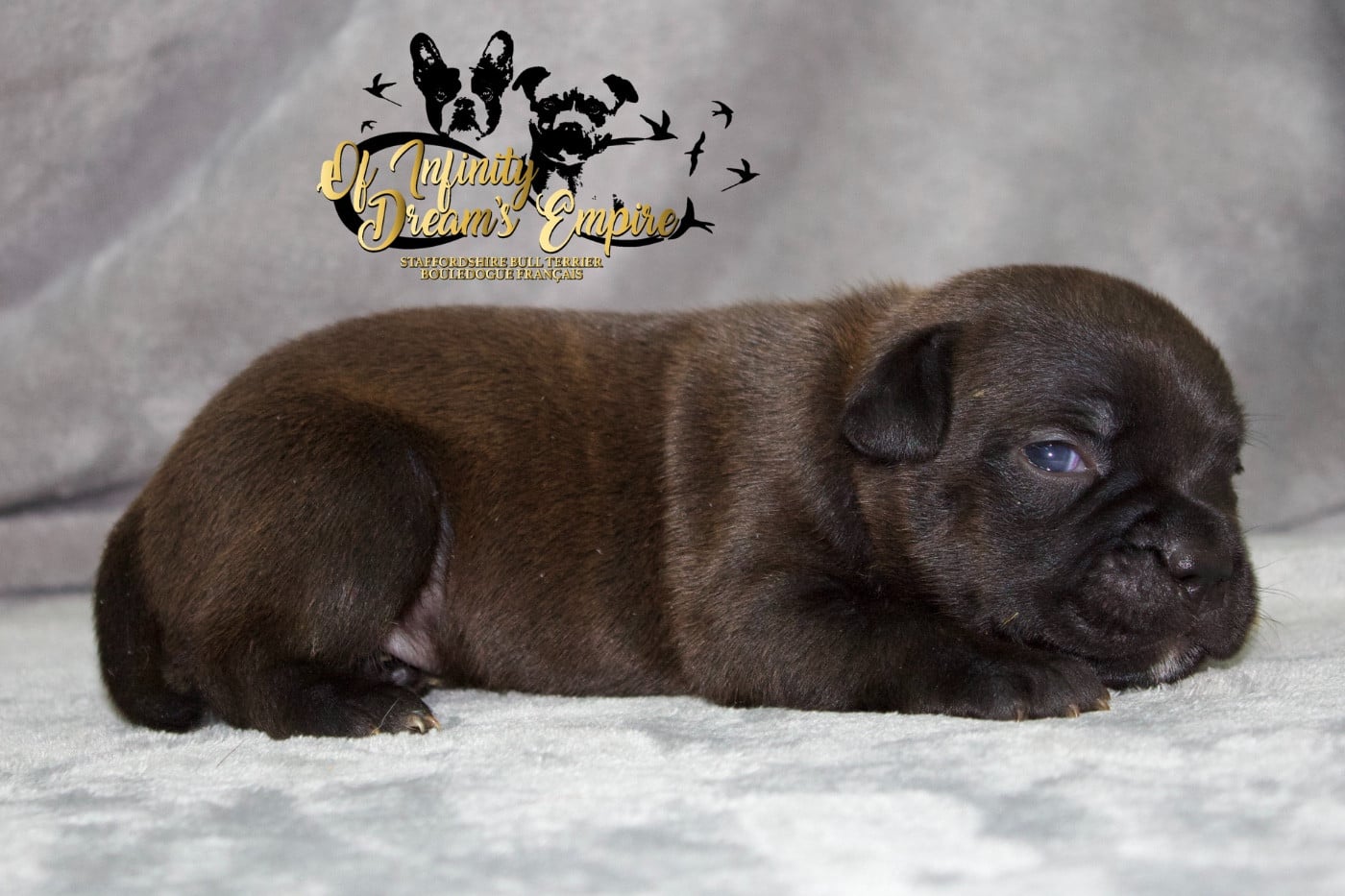 Chiot N°1