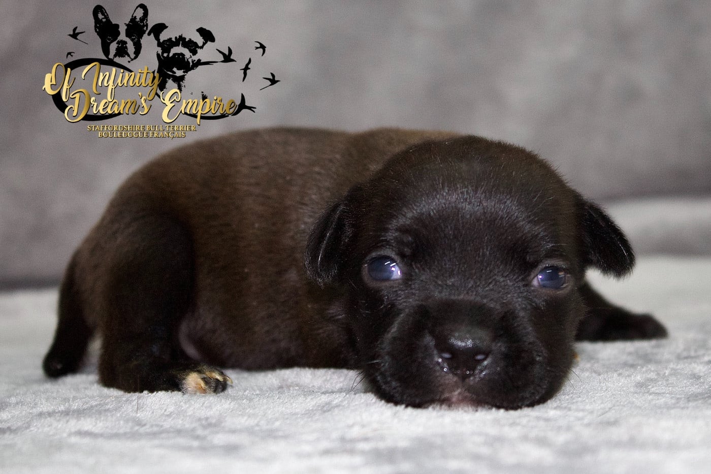 Chiot N°2