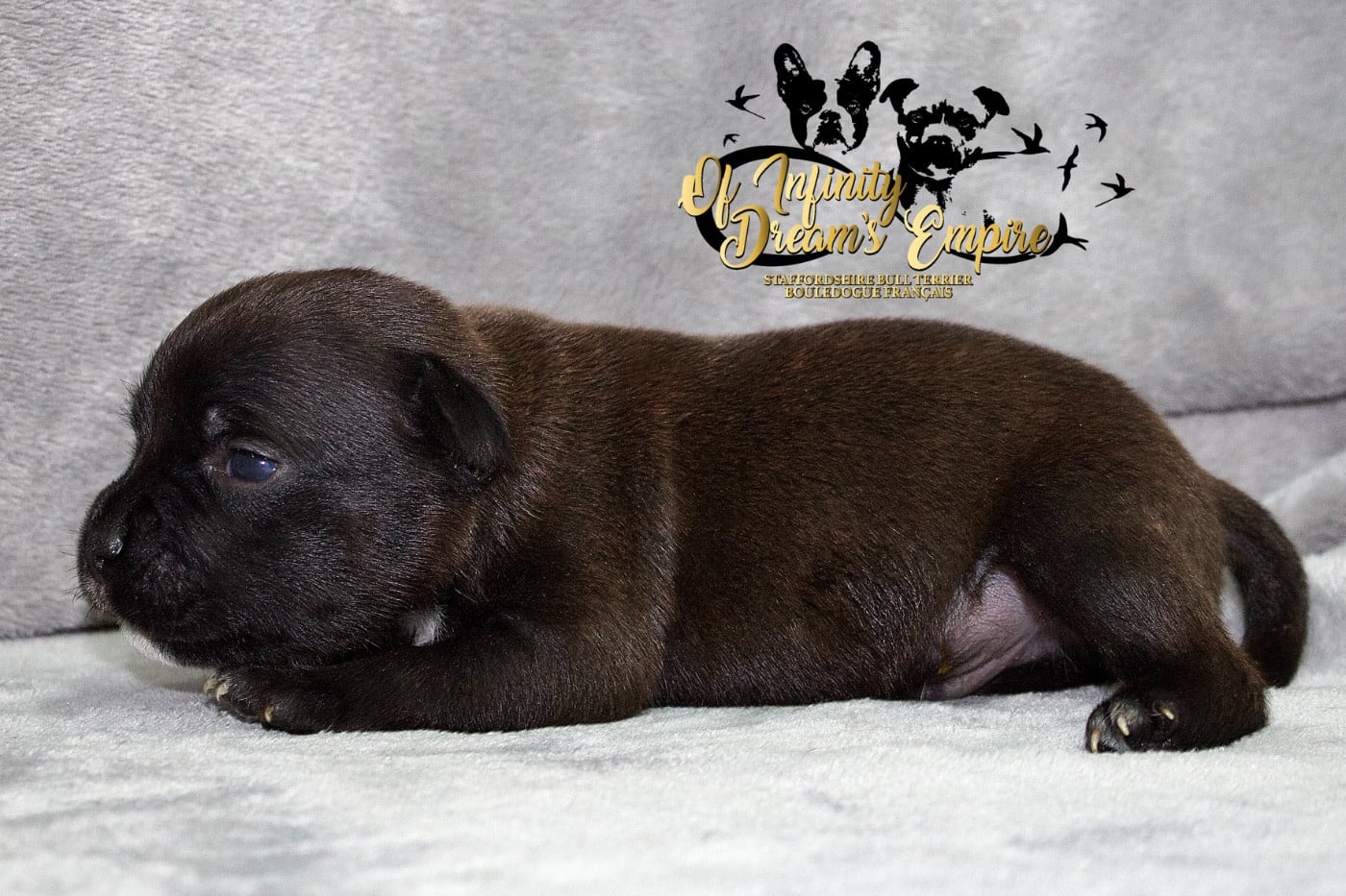 Chiot N°2