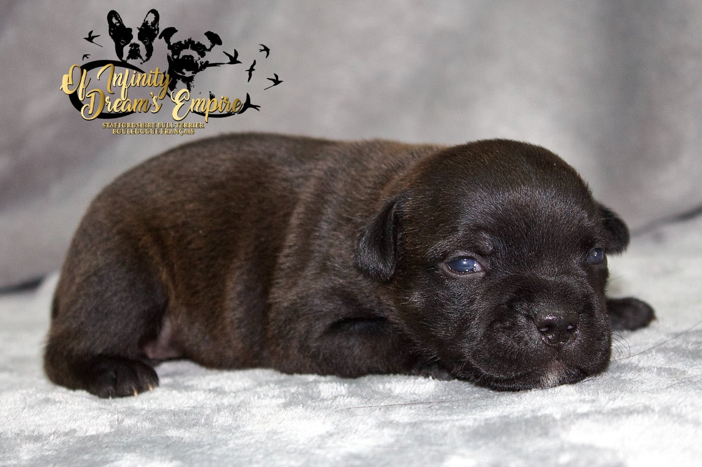 Chiot N°3