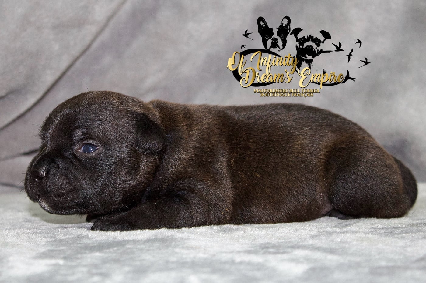 Chiot N°3