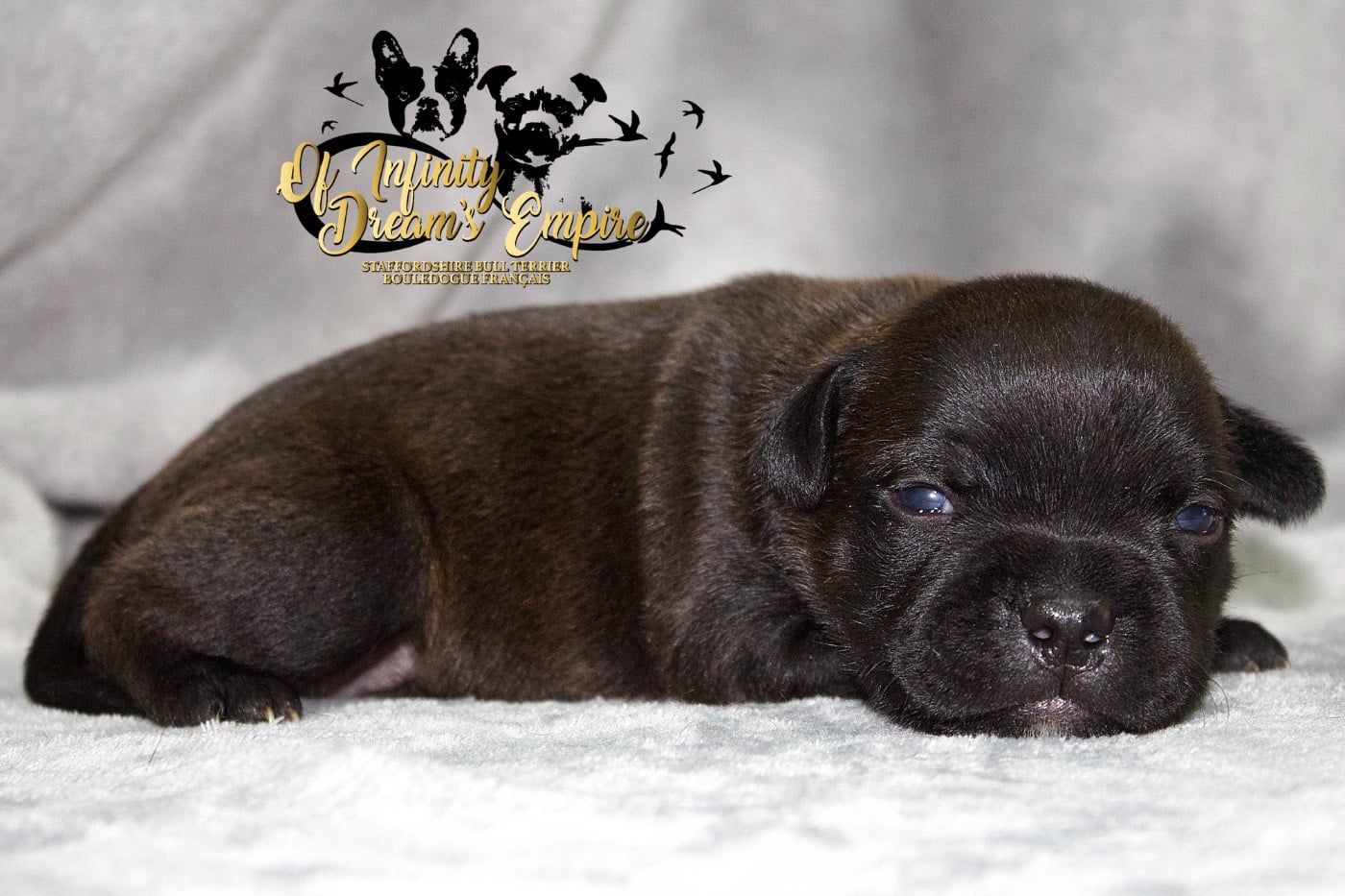 Chiot N°4